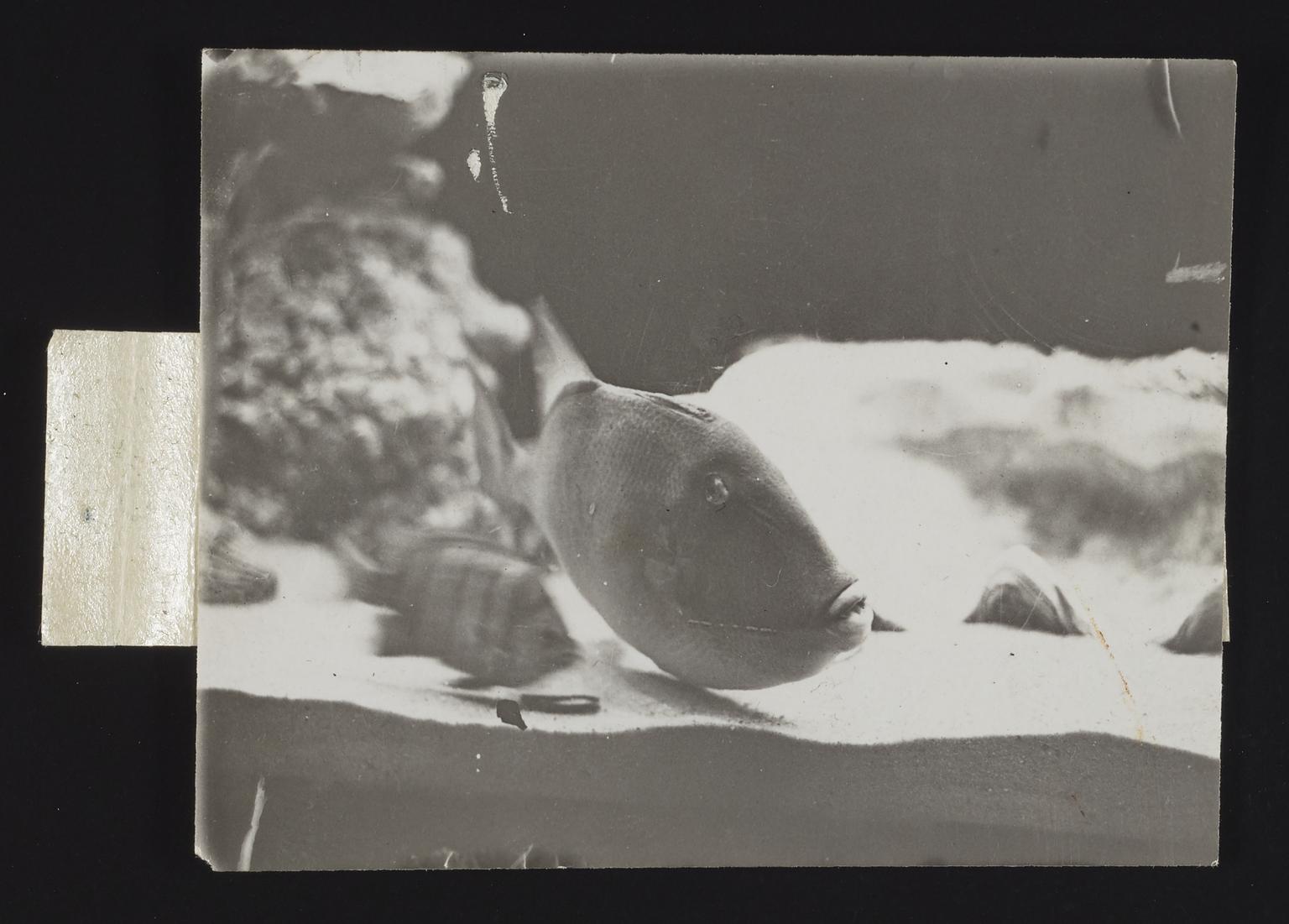 A photographic print of Fish | Science Museum Group Collection