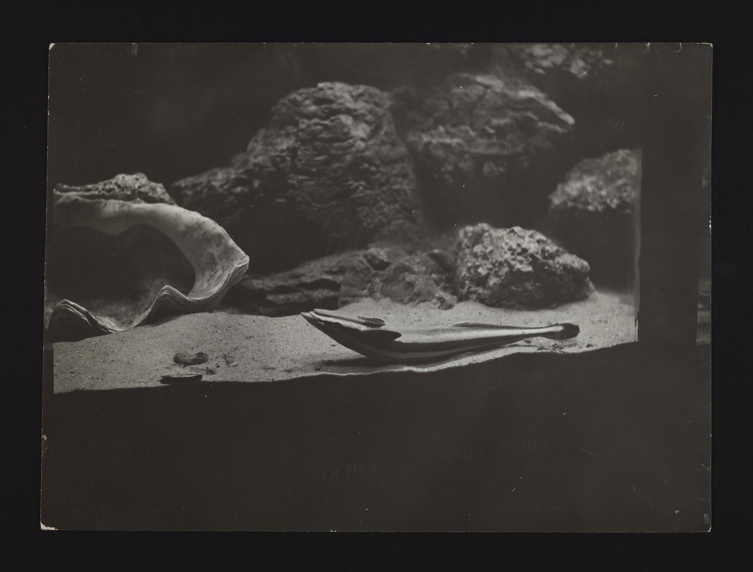 A photographic print of Fish | Science Museum Group Collection