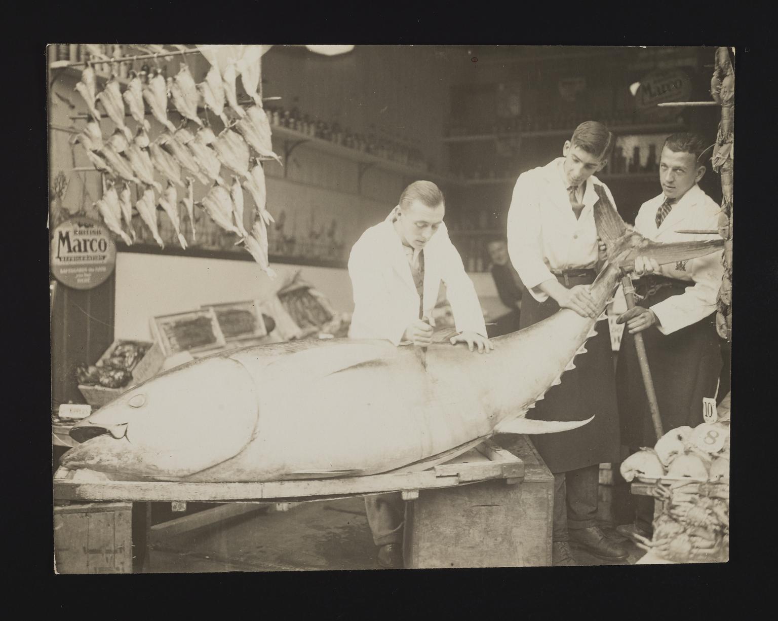 A photographic print of Fish | Science Museum Group Collection