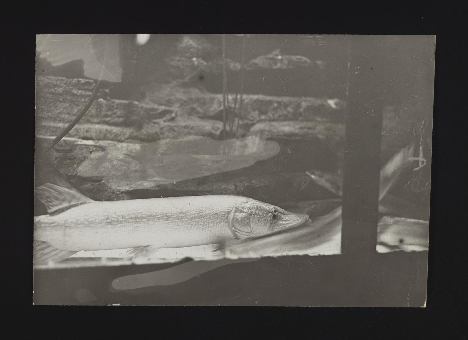 A photographic print of Fish | Science Museum Group Collection