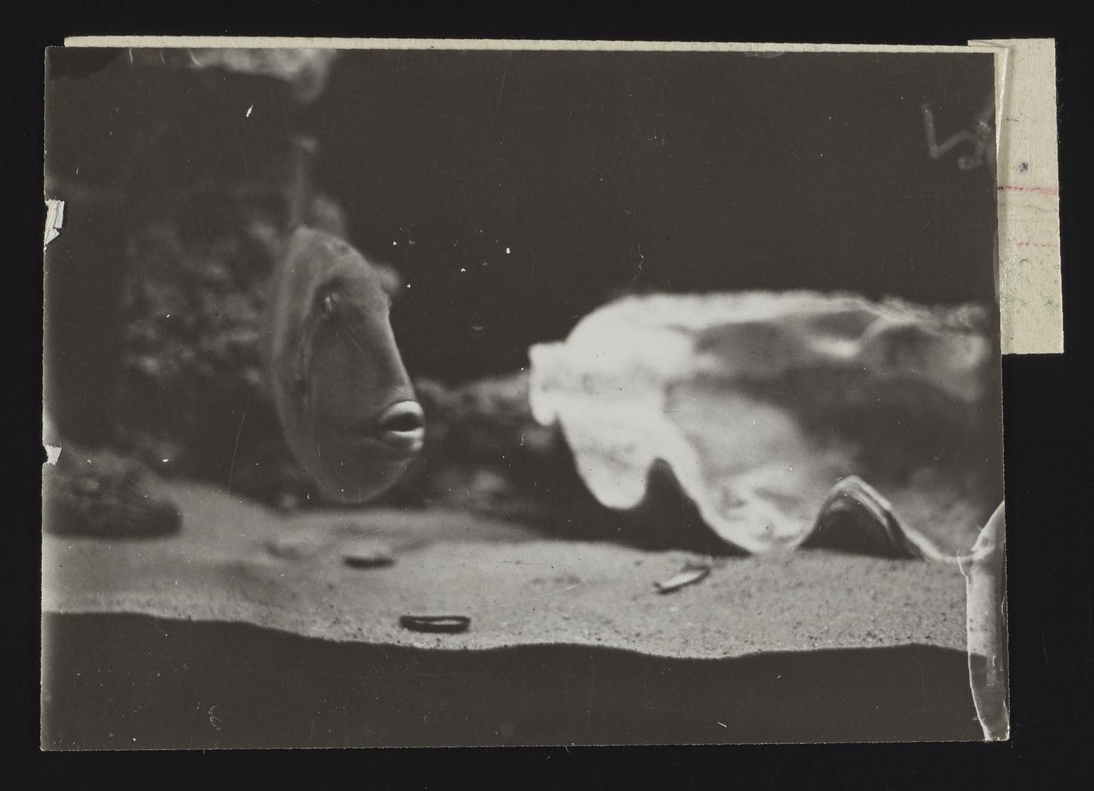 A photographic print of Fish | Science Museum Group Collection