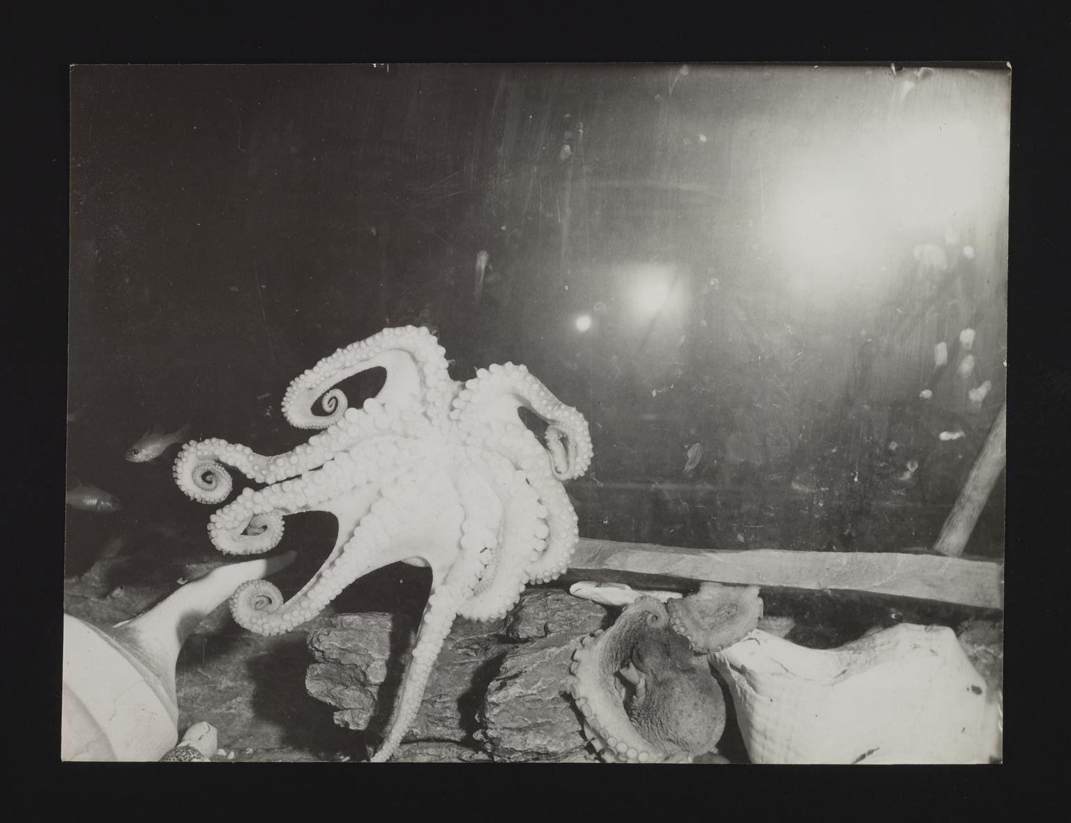 A photographic print of Fish | Science Museum Group Collection