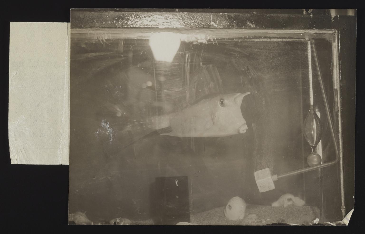 A photographic print of Fish | Science Museum Group Collection