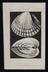 A document of Fishing, Cockles, Mussels, Winkles, etc