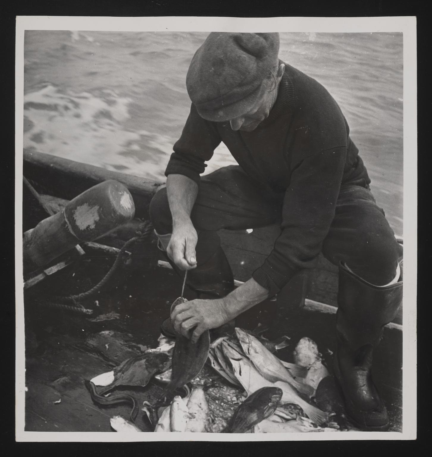 A photographic print of Fishing, Shrimp & Prawns | Science Museum Group ...
