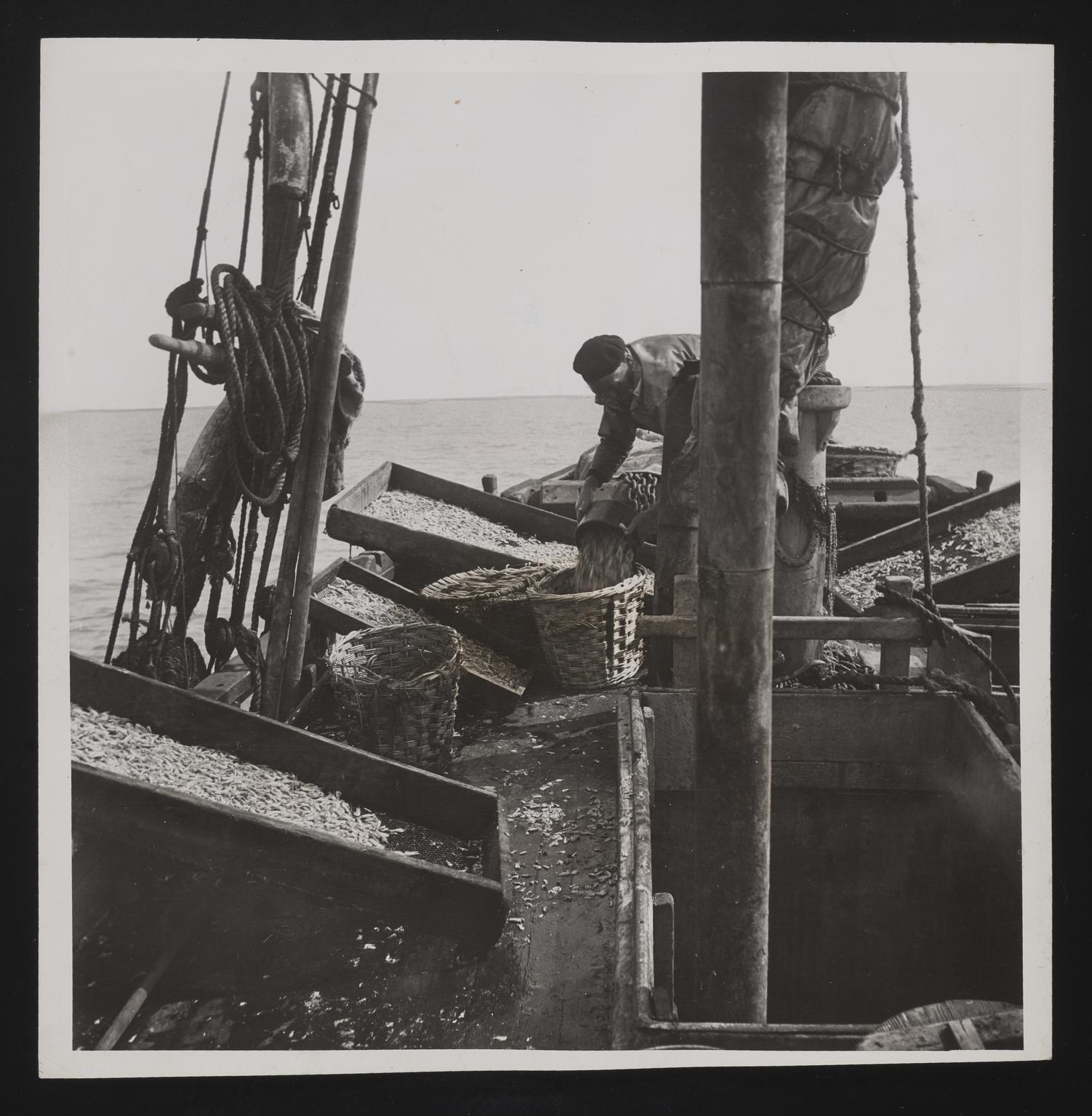 A photographic print of Fishing, Shrimp & Prawns | Science Museum Group ...