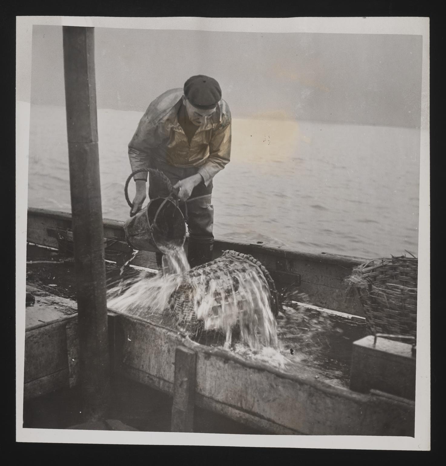 A photographic print of Fishing, Shrimp & Prawns | Science Museum Group ...