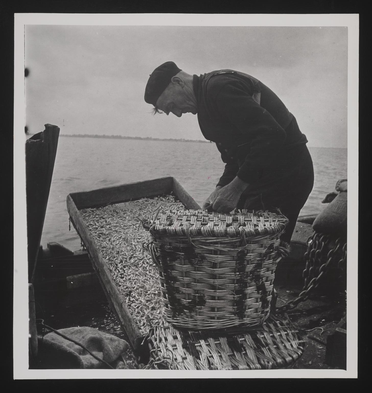 A photographic print of Fishing, Shrimp & Prawns | Science Museum Group ...