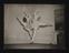 A photographic print of Dancing, Acrobatic