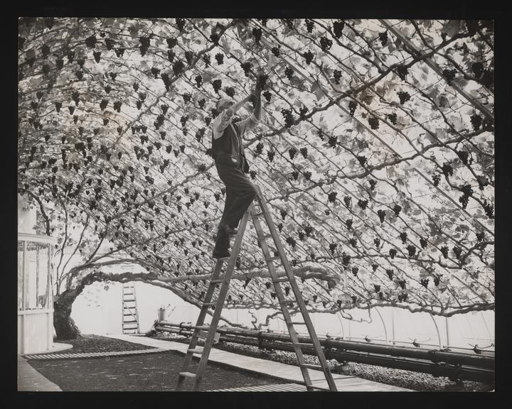 A photographic print of Fruit, Grapes