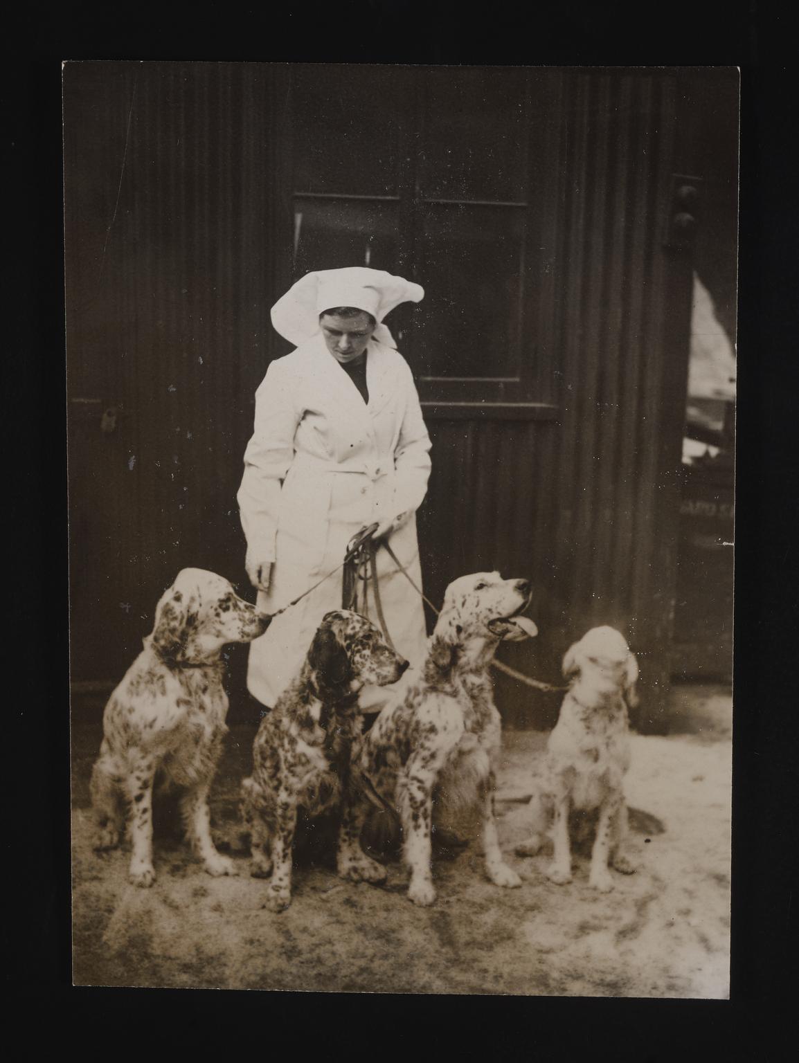 A photographic print of Animals, Dogs, Setters | Science Museum Group ...