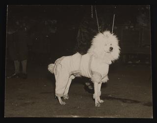 A photographic print of Dogs, Poodles | Science Museum Group Collection