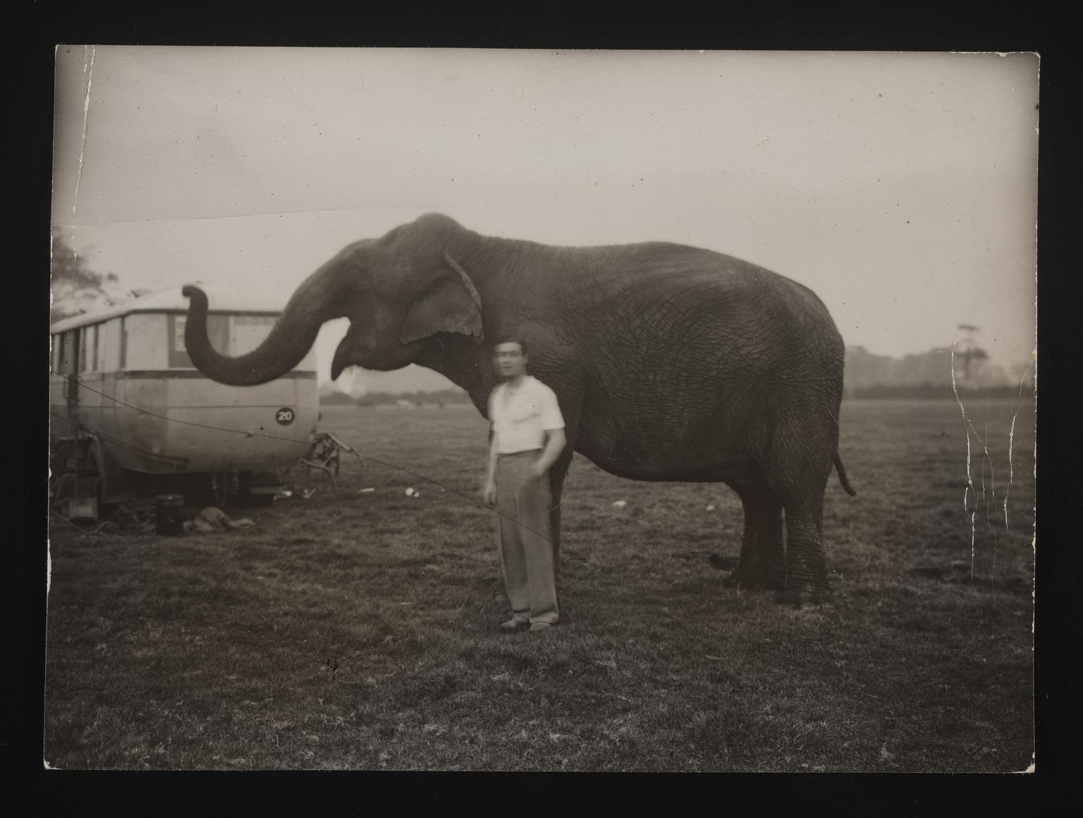 A photographic print of Elephants | Science Museum Group Collection