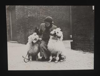 A photographic print of Dogs, Poodles | Science Museum Group Collection