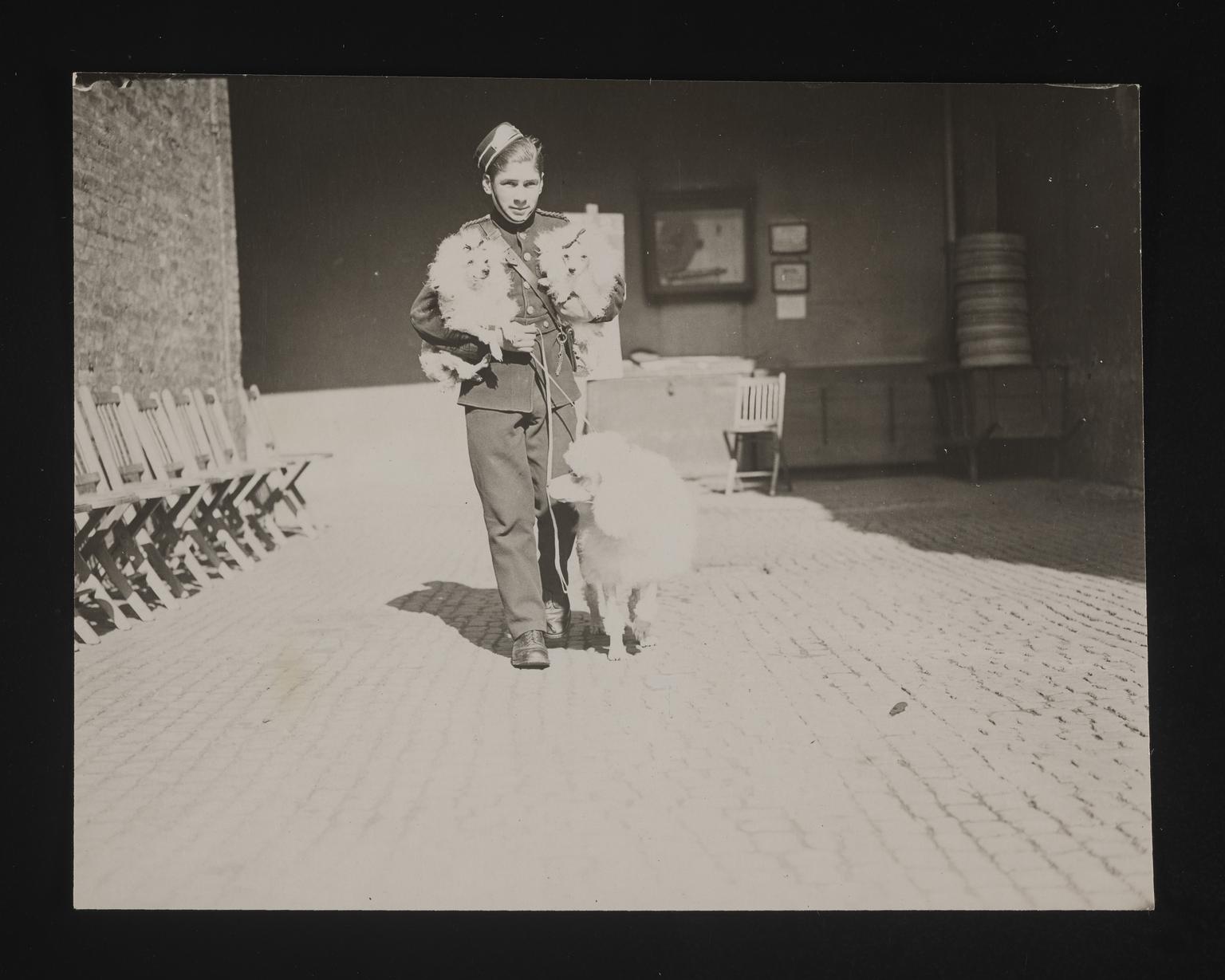 A photographic print of Dogs, Poodles | Science Museum Group Collection