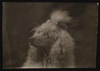 A photographic print of Dogs, Poodles | Science Museum Group Collection
