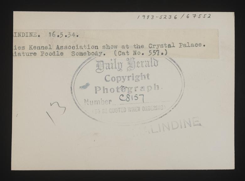 A photographic print of Dogs, Poodles | Science Museum Group Collection