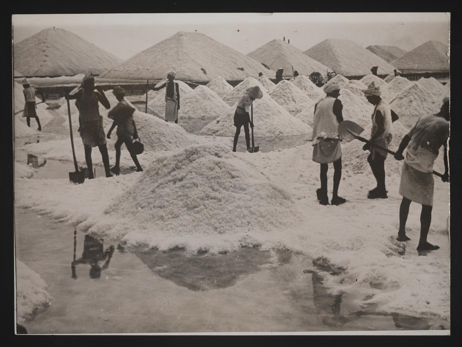 Salt Making Article Daily Herald Photograph; Salt Production | Science Museum Group Collection
