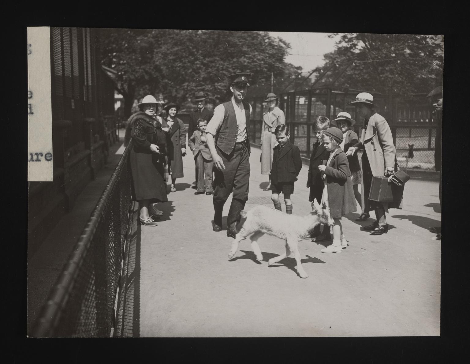 A photographic print of Goats | Science Museum Group Collection
