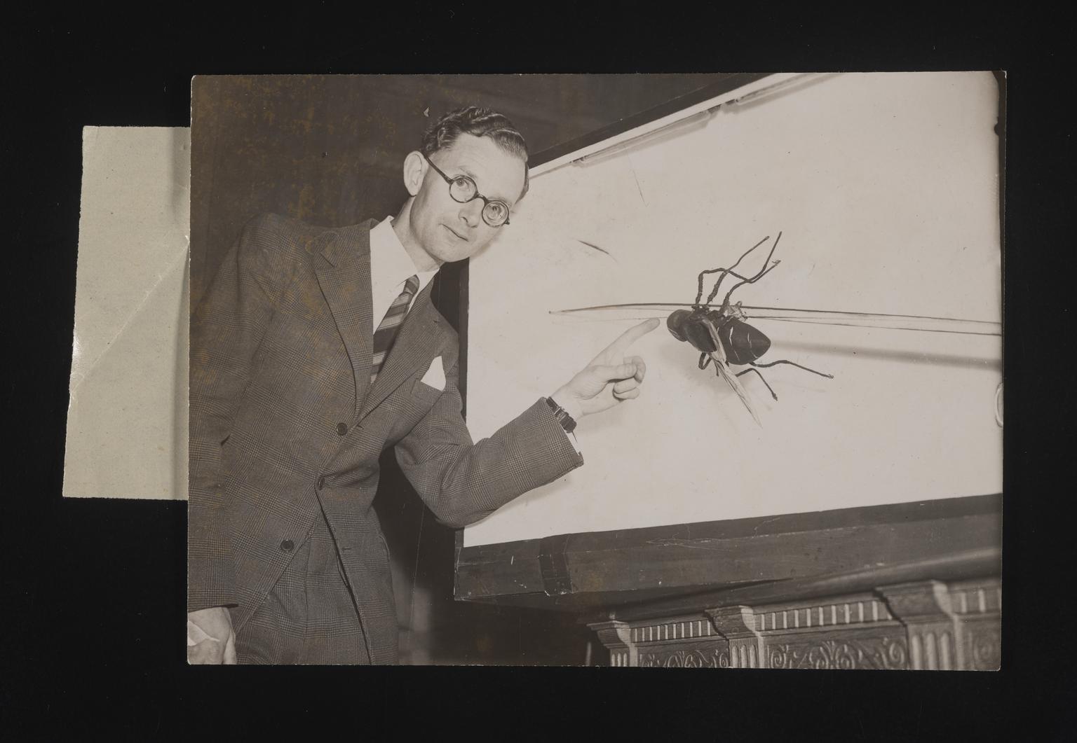 A photographic print of Insects, General | Science Museum Group Collection