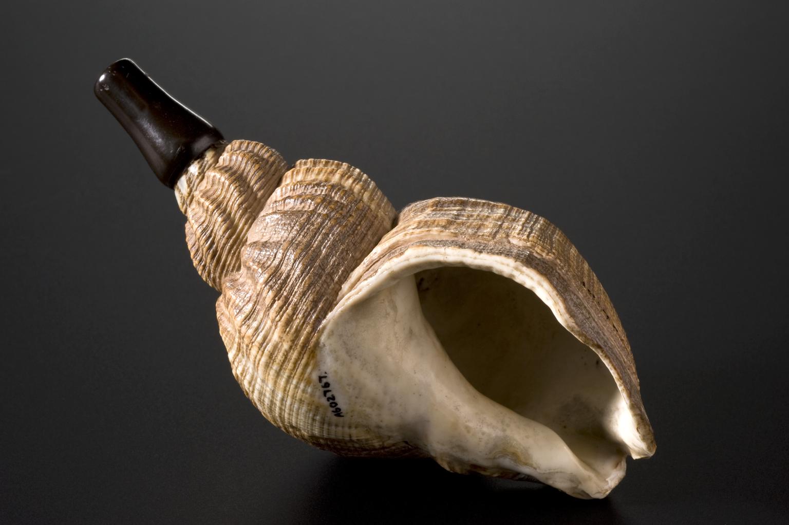 Shell Trumpet Shape Ear trumpet made from shell | Science Museum Group Collection
