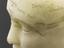 Wax copy of a phrenological head