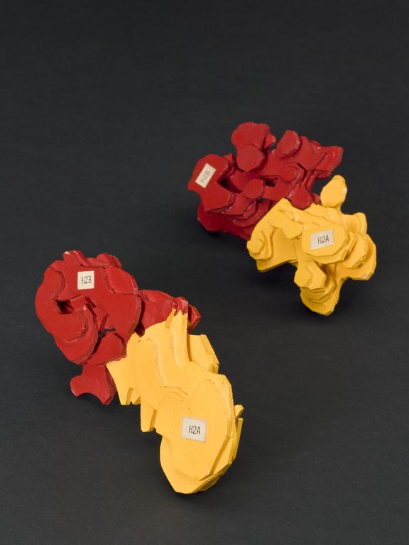 Two balsa wood models of histone subunits (red and yellow) made