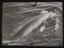 Daily Herald Photograph: Whale