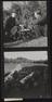 Daily Herald Contact Sheet: Ventnor tomatoes