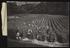 Daily Herald Photograph: Ventnor tomatoes