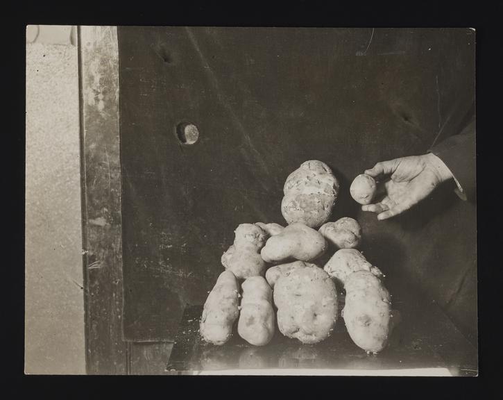 Daily Herald Photograph: Large potatoes