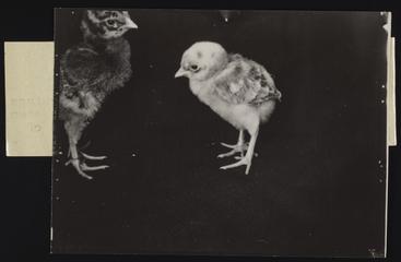 A photographic print of Industries, Agriculture, Poultry
