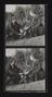 Daily Herald Contact Sheet: Ventnor Tomatoes Scheme