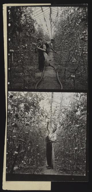 A photographic print of Industries, [Co-operative Farming]