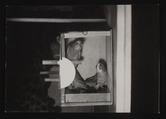 A photographic print of Birds, Budgerigars, (Illustrated Series)