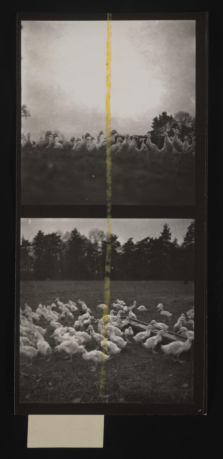 A photographic print of Birds, Ducks | Science Museum Group Collection