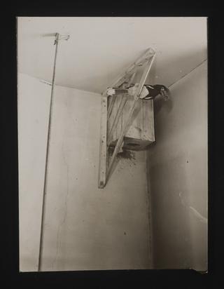 A photographic print of Birds, General, Including Aviaries