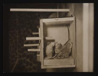 A photographic print of Birds, Budgerigars, (Illustrated Series)