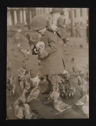 Pigeons in Trafalgar Square