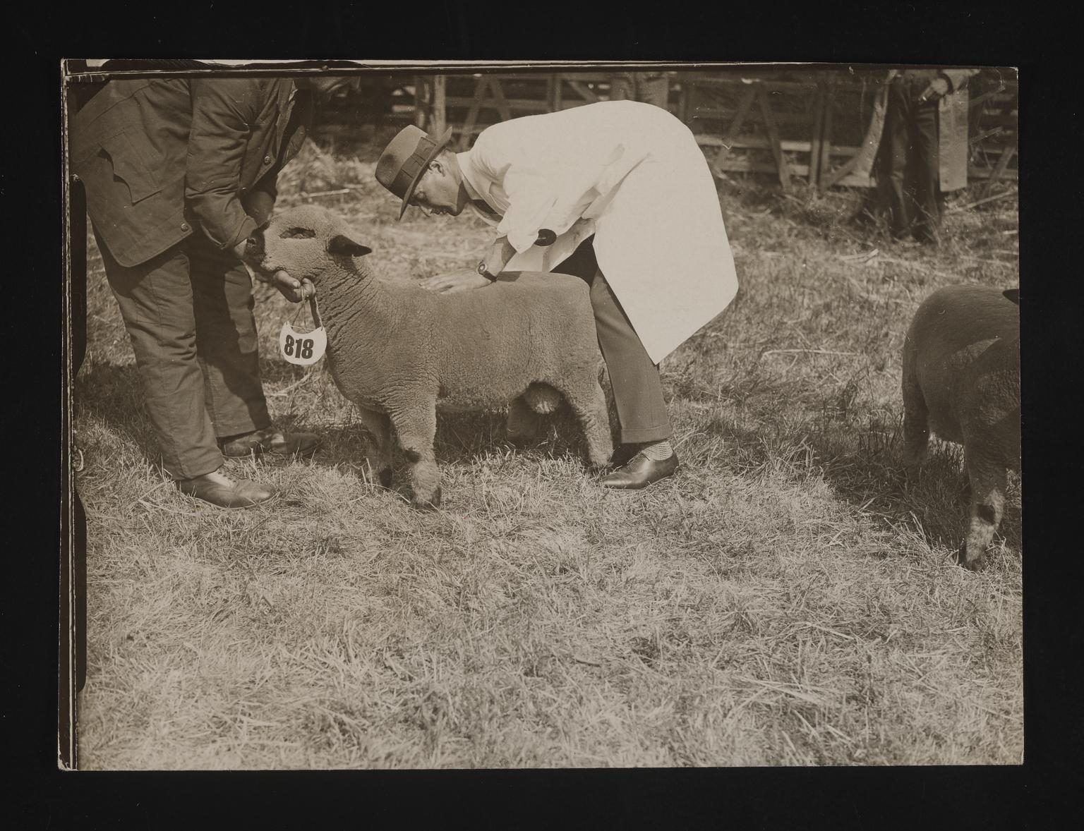 A photographic print of Sheep, Shows, Champions, etc | Science Museum ...