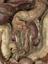 Detail of Wax anatomical model of female torso and head