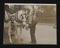A photographic print of Horse Shows, Cart & Van Only