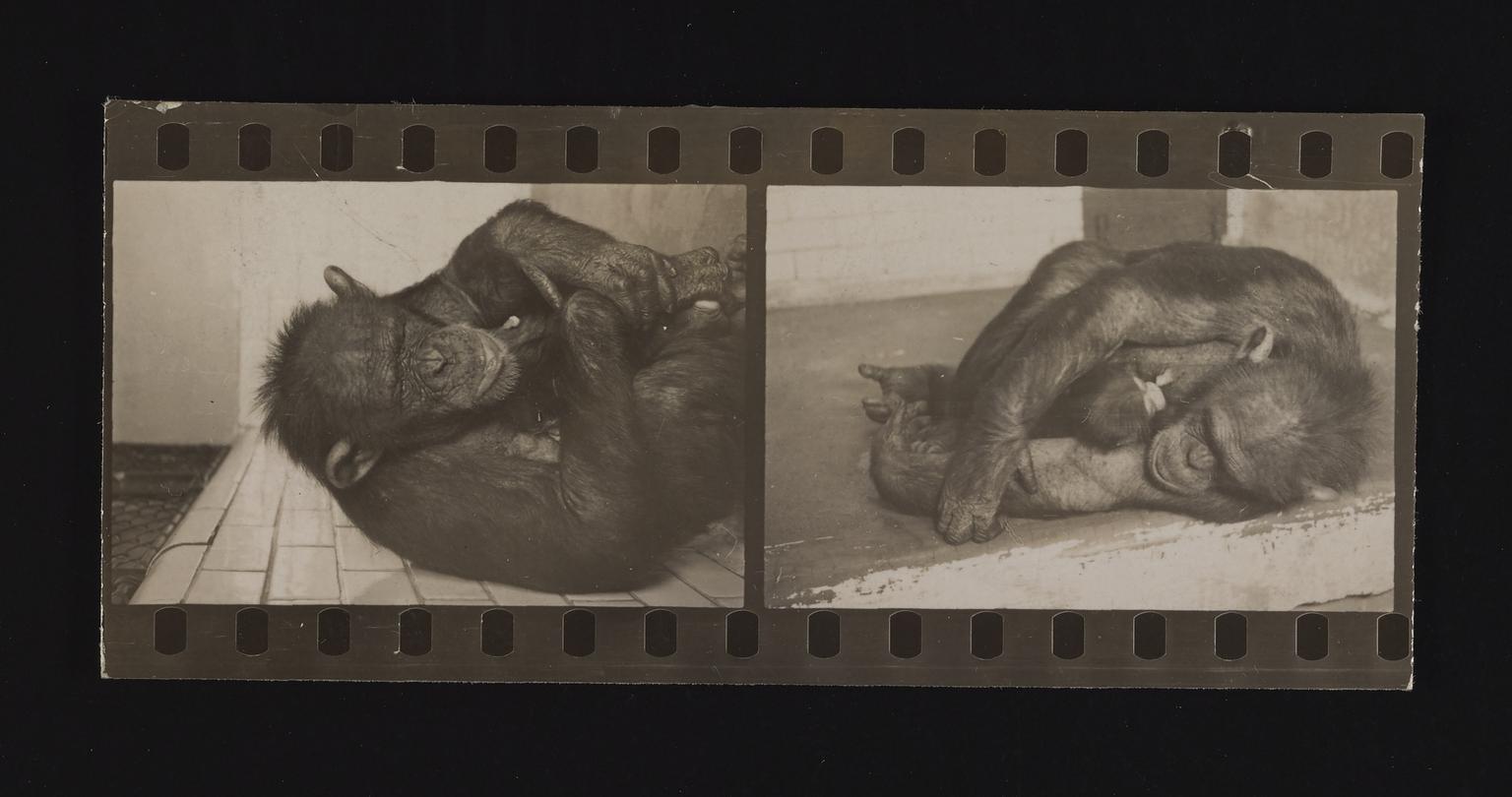 Zoo Science A photographic print of Zoo Scenes | Science Museum Group Collection