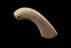 Small ivory handle from item used by John Dalton