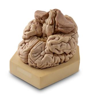 Model of human brain
