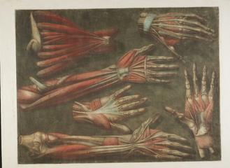 Print, hand-coloured diagram of human anatomy