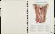 'Atlas of normal anatomy'