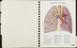 'Atlas of normal anatomy'
