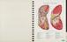 'Atlas of normal anatomy'