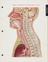 'Atlas of normal anatomy'